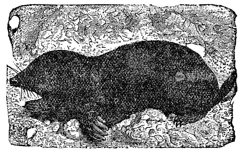 欧洲鼹鼠(Talpa Europaea) - 19世纪